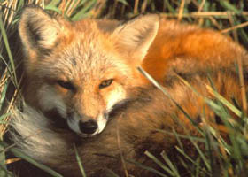 Smug Fox